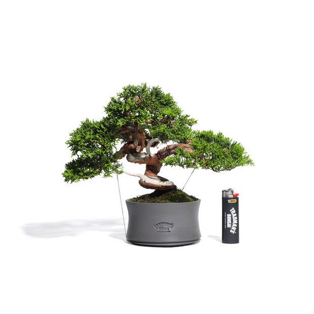 真柏　-Japanese Juniper-　（推定樹齢30年）-M0011- 詳細画像
